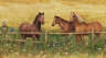 Horses wall mural
