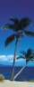 Palm Tree ocean mural