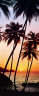 Sunnt Palms Tropical wall mural